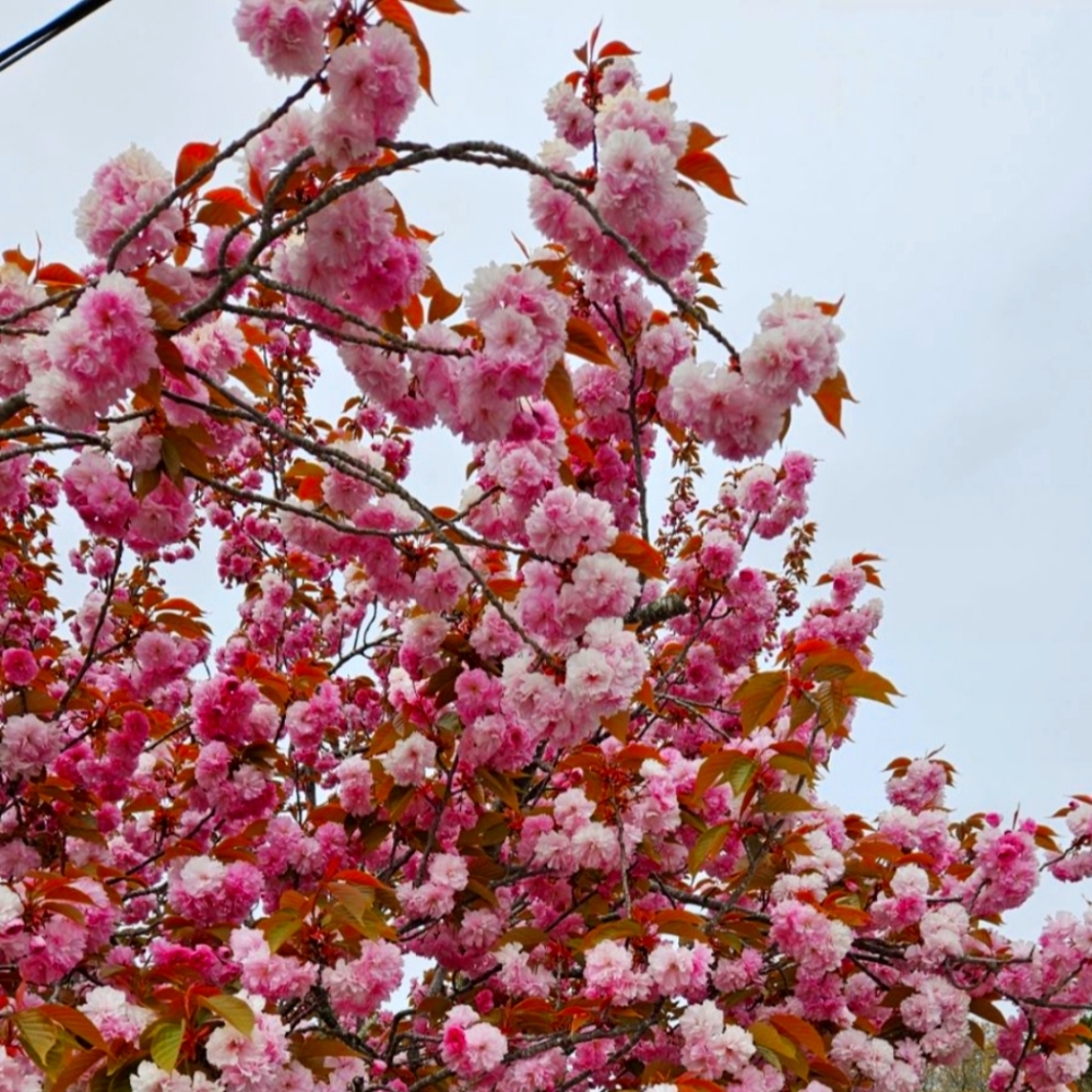 Spring